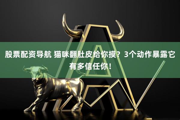 股票配资导航 猫咪翻肚皮给你摸？3个动作暴露它有多信任你！